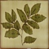 Décor carrelage beige branche feuille 15x15 Imola gres - La pièce 