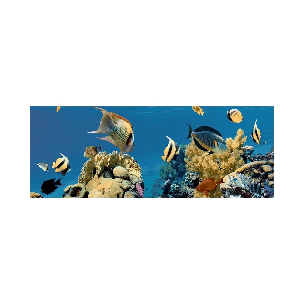 Carrelage poissons exotiques bleu 20x60 - La pièce