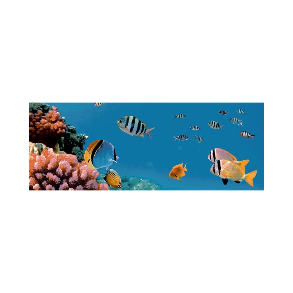 Carrelage poisson corail bleu 20x60 - La pièce